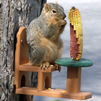 Squirrel Feeders